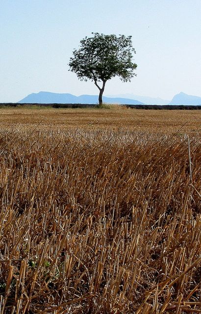 Deep summer on the plateaux